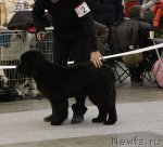 Превью фото № 112670