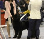 Превью фото № 112692