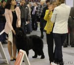 Превью фото № 112694