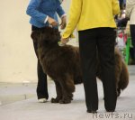 Превью фото № 112821