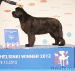 Превью фото № 112961