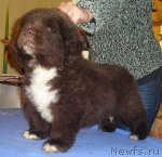 Превью фото № 113191