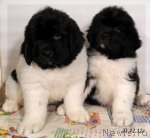 Превью фото № 113307