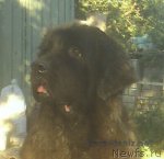 Превью фото № 113323