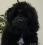 Превью фото № 113340