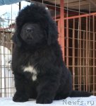 Превью фото № 113351