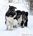 Превью фото № 113639