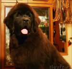 Превью фото № 113716