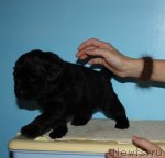 Превью фото № 113819