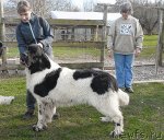 Превью фото № 113893