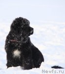 Превью фото № 114169