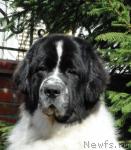 Превью фото № 11425