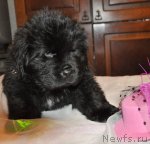 Превью фото № 114354