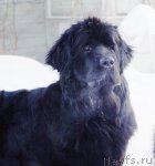 Превью фото № 114642