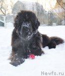 Превью фото № 114646