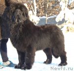 Превью фото № 114738