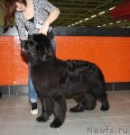 Превью фото № 115142