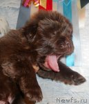 Превью фото № 115200