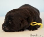 Превью фото № 115239