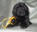 Превью фото № 115397