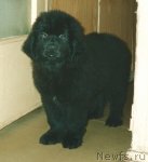 Превью фото № 115434