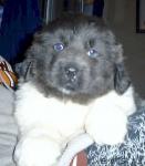 Превью фото № 1155