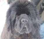 Превью фото № 115717