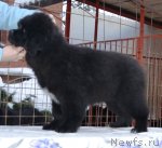 Превью фото № 115759