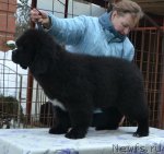 Превью фото № 115762