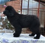 Превью фото № 115770