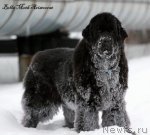 Превью фото № 115779