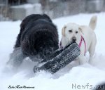 Превью фото № 115780