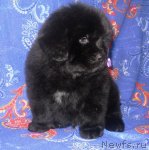 Превью фото № 115814