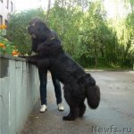 Превью фото № 116223