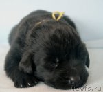 Превью фото № 116264