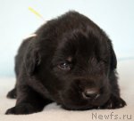 Превью фото № 116267