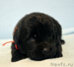 Превью фото № 116271