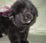 Превью фото № 116309