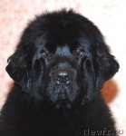 Превью фото № 116619