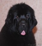 Превью фото № 116632