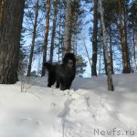 Превью фото № 116706