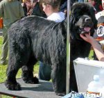 Превью фото № 116855