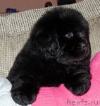 Превью фото № 116856