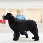 Превью фото № 116893