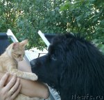 Превью фото № 117089