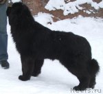 Превью фото № 117093