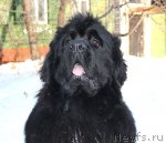 Превью фото № 117101