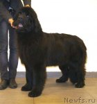 Превью фото № 117122