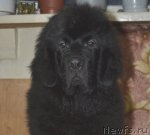 Превью фото № 117308