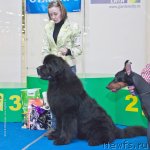 Превью фото № 117316